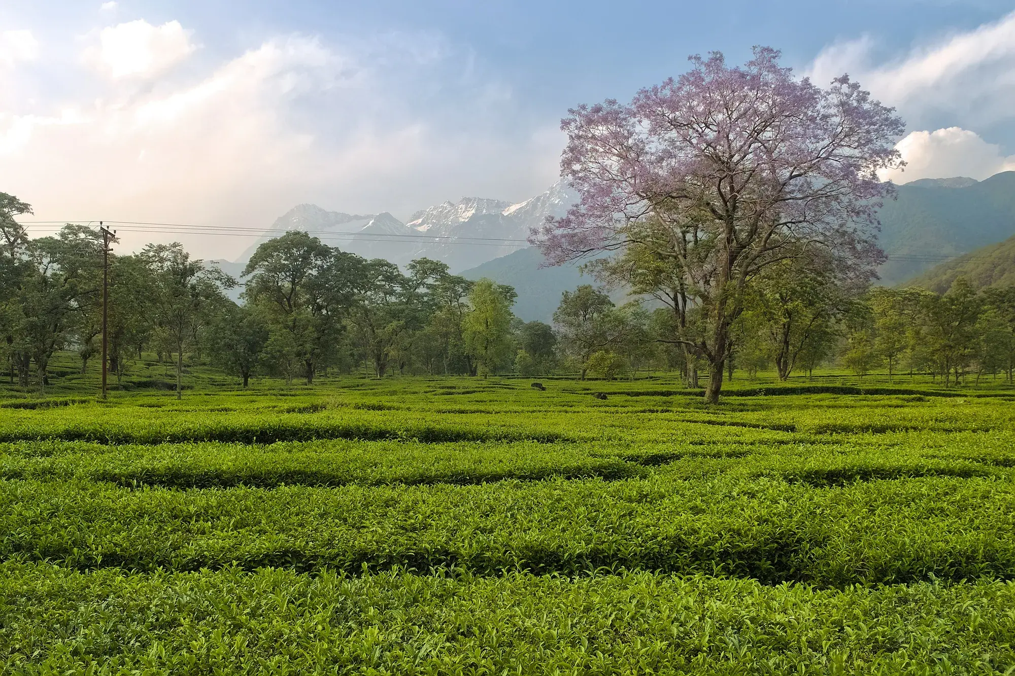 Dhauladhar view from kangra valley